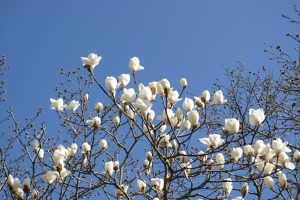 20160323ハクモクレンの花が咲きました (2)