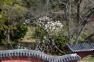 20160323ハクモクレンの花が咲きました (3)