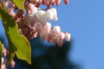 アセビ	馬酔木	Pieris japonica	3～5月