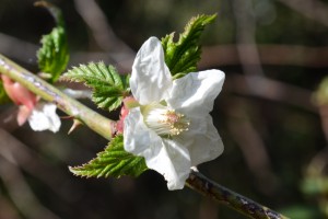 20160324イバラの仲間(かな？)の花が咲き始めました (1)