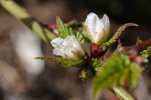 20160324イバラの仲間(かな？)の花が咲き始めました (2)