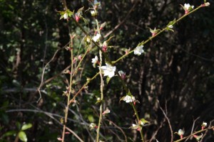 20160324イバラの仲間(かな？)の花が咲き始めました (3)