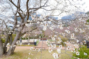 20160331サクラの花が満開に (1)