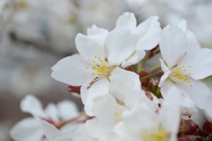 20160331サクラの花が満開に (2)