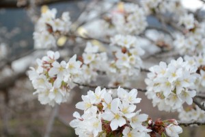 20160331サクラの花が満開に (3)