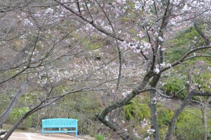 20160401ソメイヨシノ(染井吉野)桜 (1)