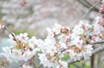 20160401サクラ‘ソメイヨシノ’	桜‘染井吉野’	Cerasus x yedoensis‘Yedoensis’	3～4月