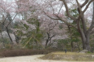 20160401ソメイヨシノ(染井吉野)桜 (5)