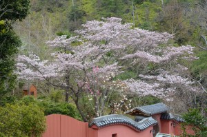 20160401ソメイヨシノ(染井吉野)桜 (6)