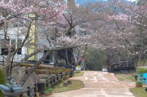 20160401ソメイヨシノ(染井吉野)桜 (7)