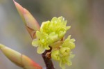 クロモジ	黒文字(雌花）	Lindera umbellata	4月