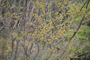 20160402クロモジの雌花か  (3)