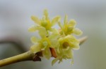 シロモジ	白文字(雌花）	Lindera triloba	4月