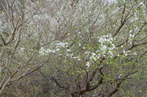 20160402スモモの花 (1)