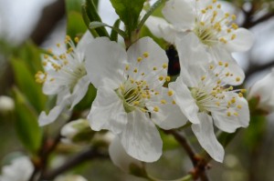 20160402スモモの花 (2)