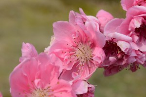 20160402モモの花 (2)