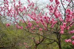 20160402モモ	桃	Amygdalus persica	3～4月