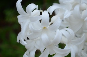 20160403ヒヤシンス の白い花 (1)