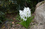 20160403ヒヤシンス	風信子	Hyacinthus orientalis	3～4月