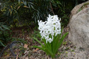 20160403ヒヤシンス の白い花 (2)