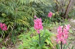 ヒヤシンス	風信子	Hyacinthus orientalis	3～4月