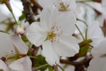 20160404オオシマザクラ	大島桜	Cerasus speciosa	3～4月