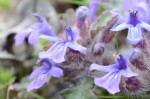 キランソウ	金瘡小草	Ajuga decumbens	3～5月