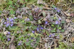 20160404キランソウ の花 (3)