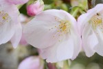 20160410サクラ‘エドヒガン’	桜‘江戸彼岸’	Cerasus sphachiana var. speciosa	4月