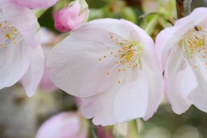 20160410エドヒガン(江戸彼岸)サクラが開花しました (1)