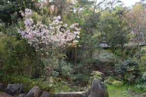 20160410エドヒガン(江戸彼岸)サクラが開花しました (2)