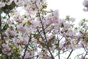 20160410エドヒガン(江戸彼岸)サクラが開花しました (3)