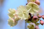 サクラ‘ウコン’	桜‛鬱金’	Cerasus lannesiana‘Ukon’	4月