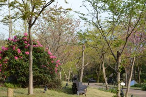 20160413ウコン(鬱金)サクラが開花しました (3)