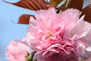 20160413ハナガサ(花笠)サクラが咲きました (1)