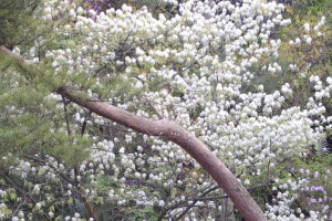 20160414 ザイフリボク（采振木）の花 (1)