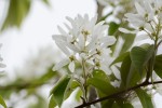 20160414ザイフリボク	采振木	Amelanchier asiatica	4～5月