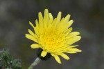 ノゲシ	野芥子	Sonchus oleraceus	4～7月