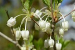 20160418ドウダンツツジ	灯台躑躅	Enkianthus perulatus	4～5月