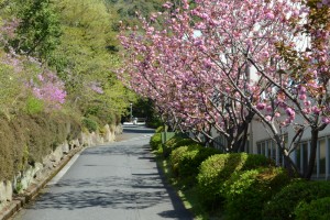 20160418ヤエザクラ八重桜 (2)