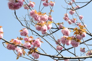 20160418ヤエザクラ八重桜 (3)