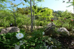 20160430ボタンの花 (2)