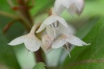 20160619 ヤブコウジ(十両)	藪柑子	Ardisia japonica	6～7月