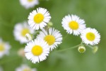 20160627ヒメジョオン	姫女菀	Erigeron annuus	6～10月