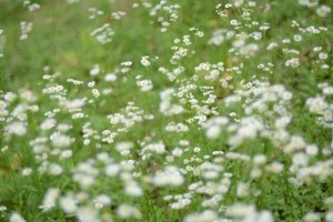 20160627 ヒメジョオン（姫女苑）の花 (3)