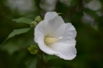 20160711ムクゲ	木槿	Hibiscus syriacus	8～9月