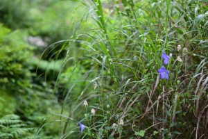 20160729 キキョウ