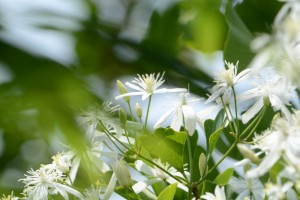 20160805 センニンソウ（仙人草）の花 (1)