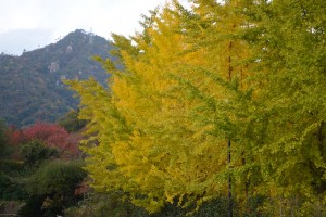 20161115-20161116イチョウ（銀杏）の紅葉が始まりました (1)