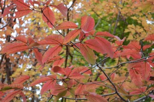 20161118杜の遊歩道の紅葉が見ごろを迎えています メグスリノキ 目薬木